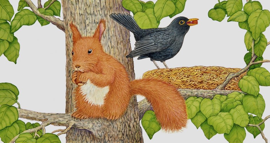 Eichhörnchen - Amsel, print of pencil paintings, 50,0 × 26,4 cm, 2026