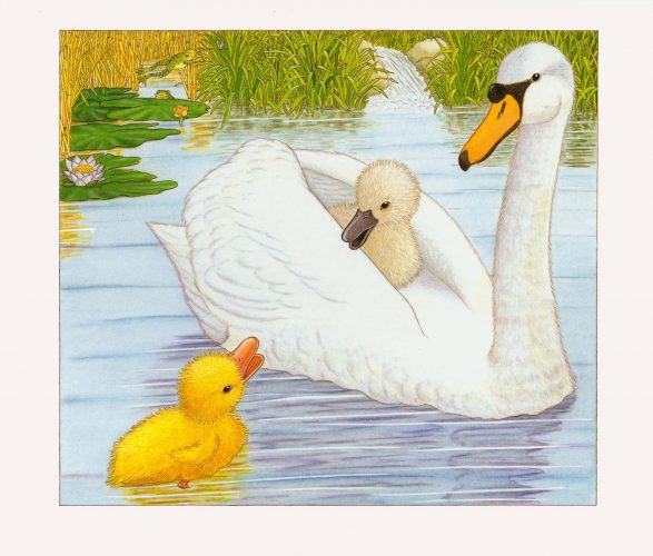 Ente trifft Schwan, print of pencil paintings, 30,0 × 26,4 cm, 2026