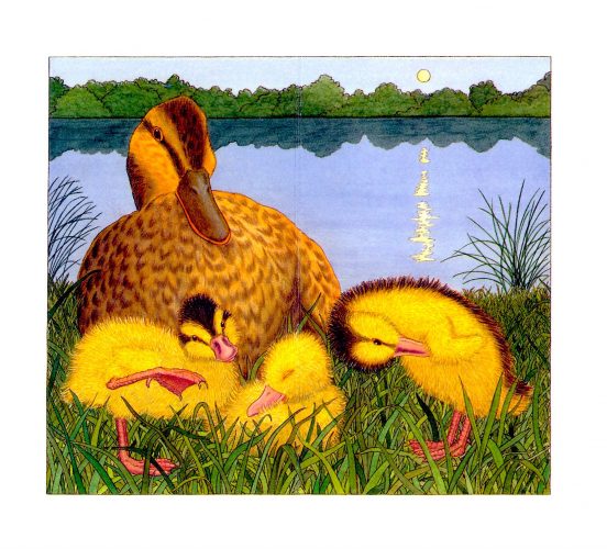 Enten am Abend, print of pencil paintings, 30,0 × 26,4 cm, 2026