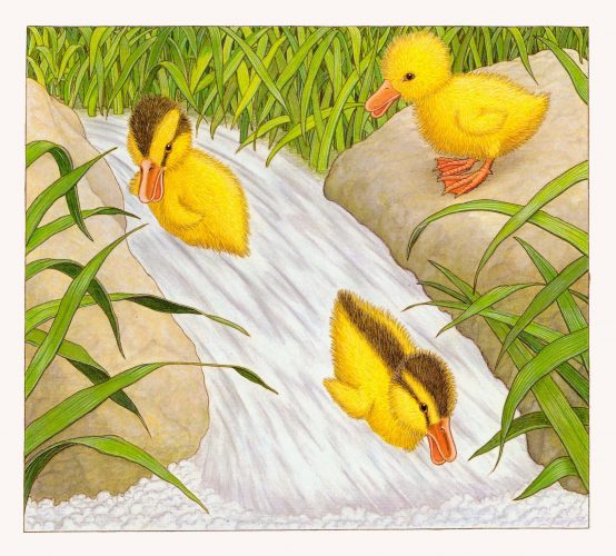 Enten am Wasserfall, print of pencil paintings, 30,0 × 26,5 cm, 2026