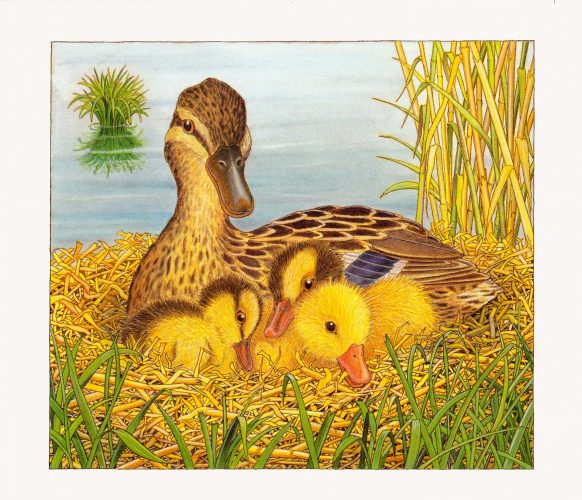 Enten im Nest, print of pencil paintings, 30,0 × 26,4 cm, 2026