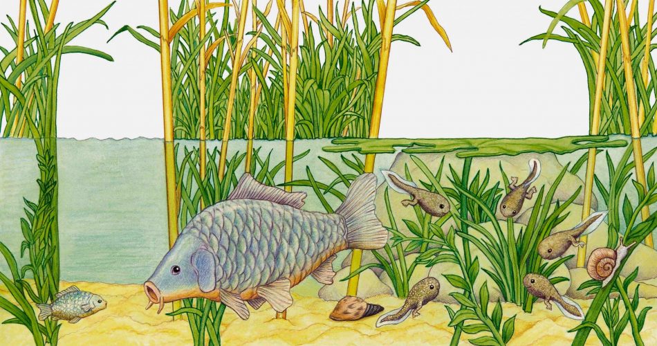 Fische - Kaulquappen, print of pencil paintings, 50,0 × 26,4 cm, 2026