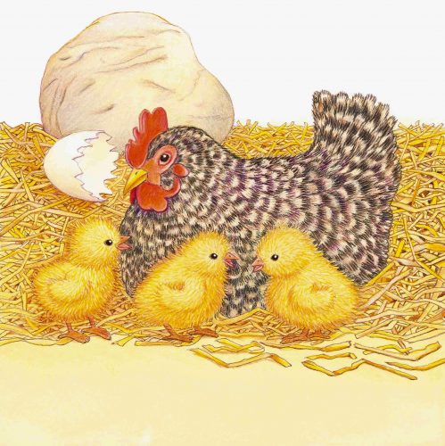 Huhn mit Küken, print of pencil paintings, 26,0 × 26,0 cm, 2026