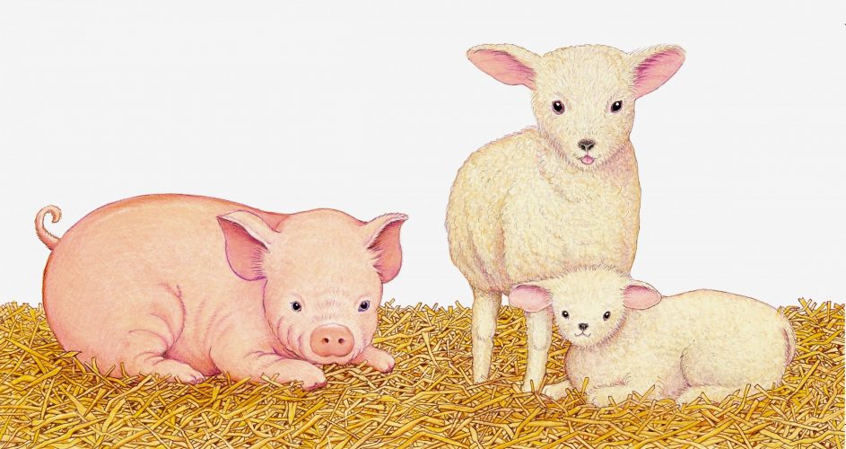 Schwein - Schafe, print of pencil paintings, 50,0 × 26,4 cm, 2026
